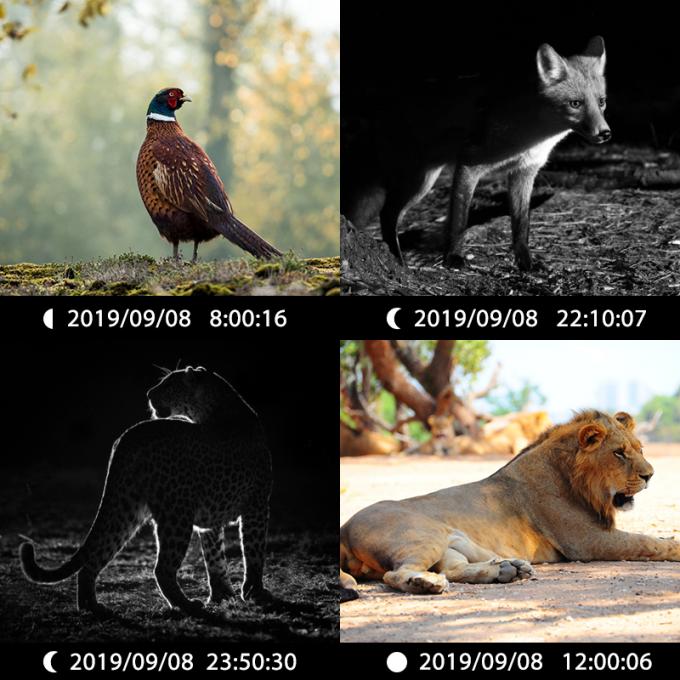 Kamera berburu inframerah 30MP1080P Kamera game lensa ganda untuk perangkap satwa liar di luar ruangan Kamera IR tahan air 940nm 6