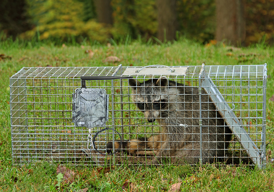 KG45 TRAMP ALARM TRAIL CAMERA untuk penggemar berburu