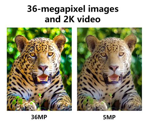 Kamera berburu nirkabel seluler 4G KW897 dibangun dalam kartu SIM 36MP menangkap video 2K dengan 30fps dengan antena ganda untuk satwa liar