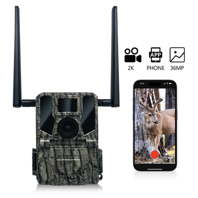 Kamera berburu nirkabel seluler 4G KW897 dibangun dalam kartu SIM 36MP menangkap video 2K dengan 30fps dengan antena ganda untuk satwa liar