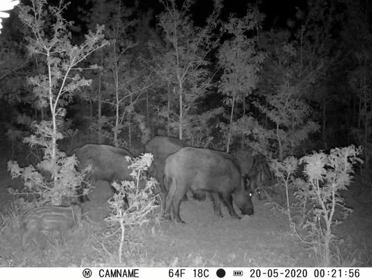 KW571 Mini Kamera berburu nirkabel IP67 Sensor CMOS Tanpa Sinar Kartu SD Game siluman hutan murah rendah
