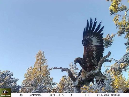 IP65 Waterproof 4G Trail Kamera