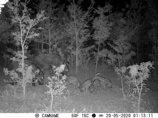Game Camera KW571 dengan waterproof IP67 No-Glow CMOS Sensor 30MP photo 1080P 0.25s trigger speed night vision