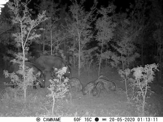 Kamera Berburu IP67 Tanpa Cahaya dengan Dukungan Lensa Mikro 450mm dan Kamera Berburu HD Interval 1s-60m