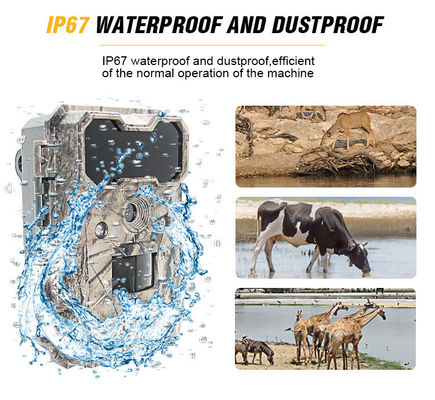 Kamera Hidupan Liar yang Aktifkan Gerak