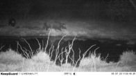 Scouting Trail Kamera Berburu Inframerah Digital / Kamera Pemburu dalam Kamuflase